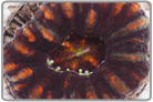 Multi Color Aussie Button Coral